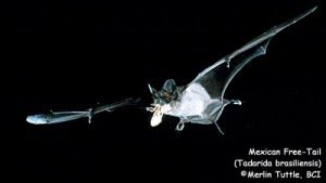  Mexican Free-Tailed Bat