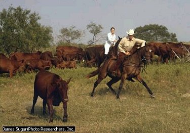 Texas Cattle Ranchers  The beef industry has been one of the major sectors of Texas's economy for half a century and continues to thrive today. Cattle and calves account for two-fifths of the state's agricultural income.
