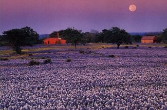 A field of bluebonnets